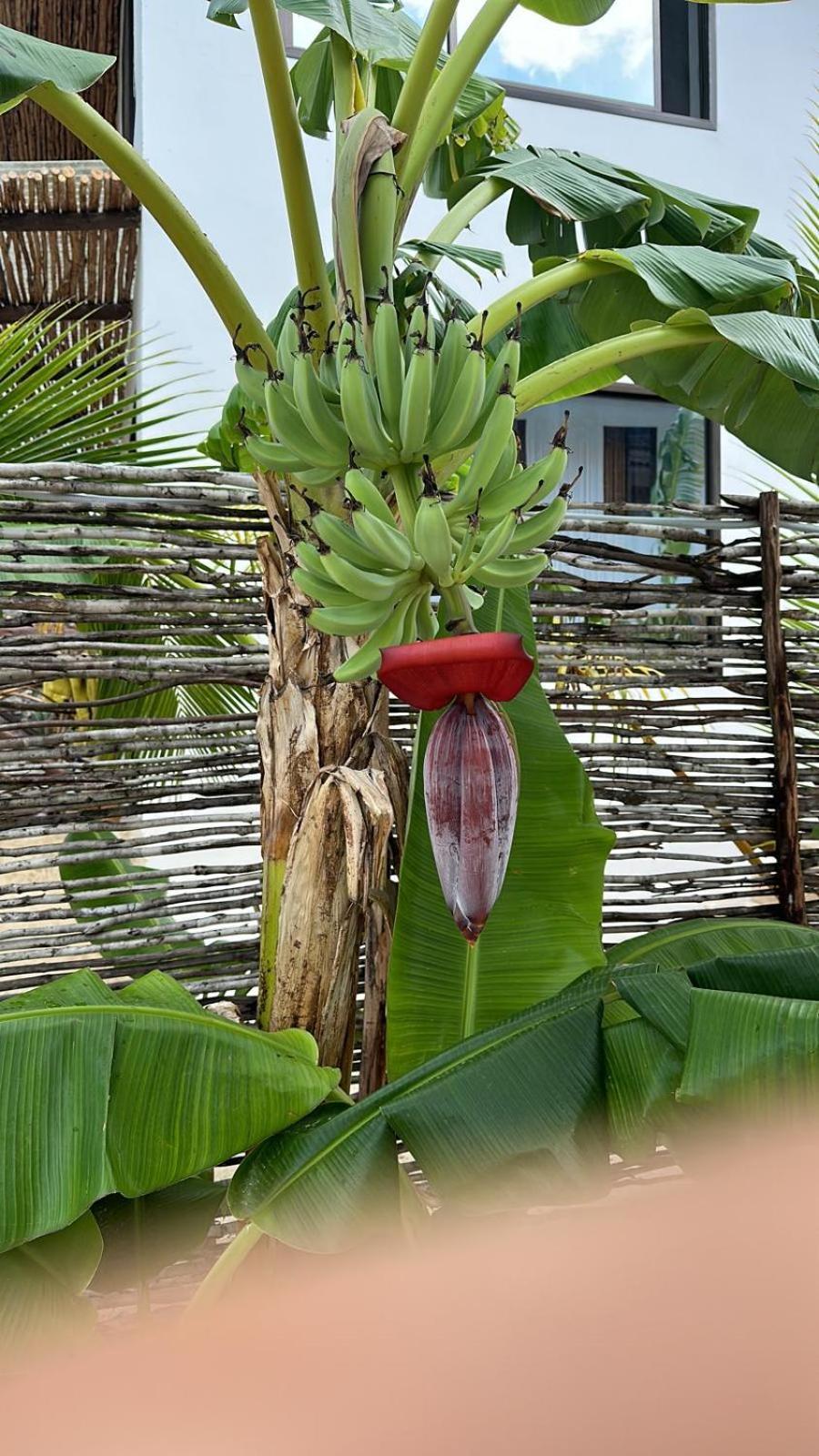 Maracuja Villa Zanzibar Bwejuu Exterior foto